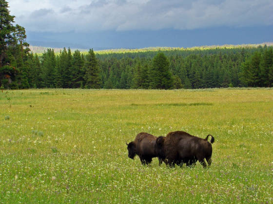 bison pair after storm yellowstone