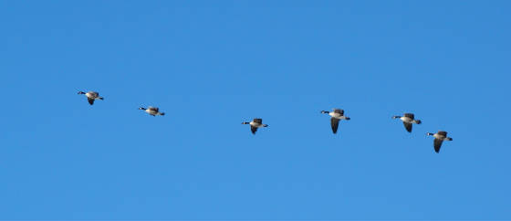  canadian geese blue sky