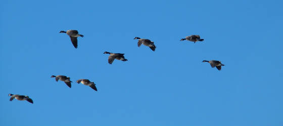 canadian geese blue 1
