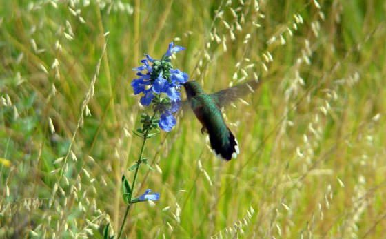 hummingbirdblue.jpg