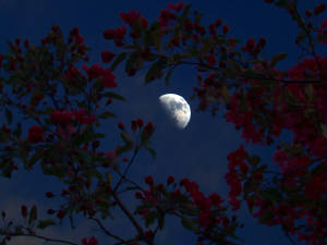 moon & tree flowers