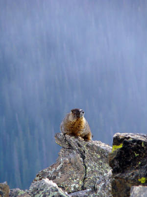 trail ridge marmot cliff fog